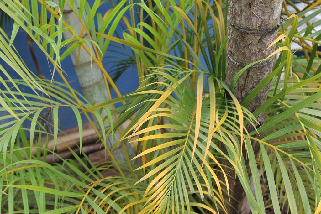 نزل Bambu تارابوتو المظهر الخارجي الصورة